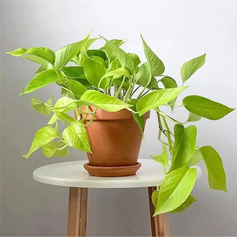 小植物有哪些品种(72)