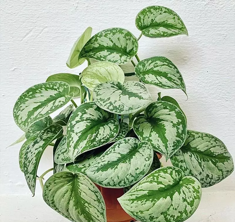 小植物有哪些品种(73)