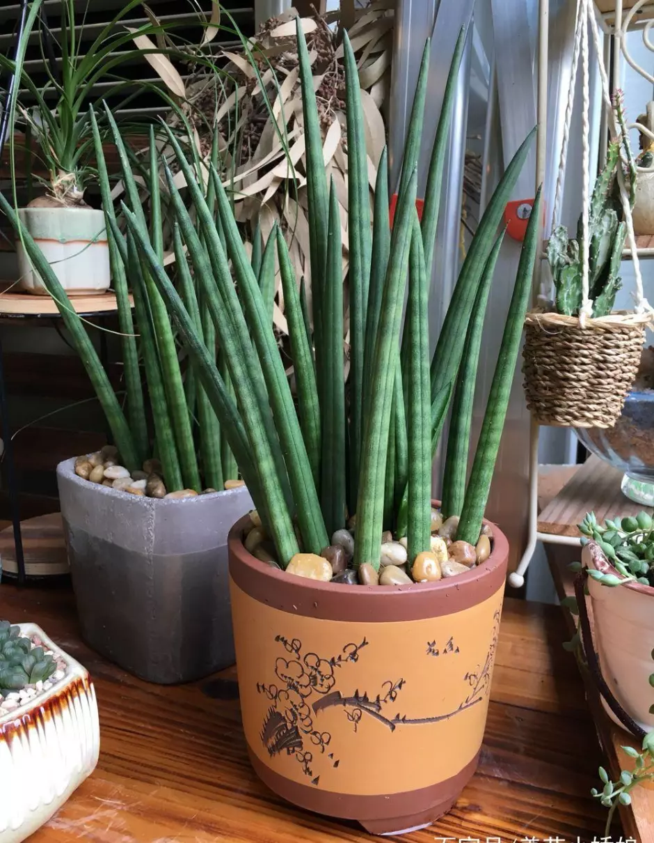 小植物有哪些品种(76)