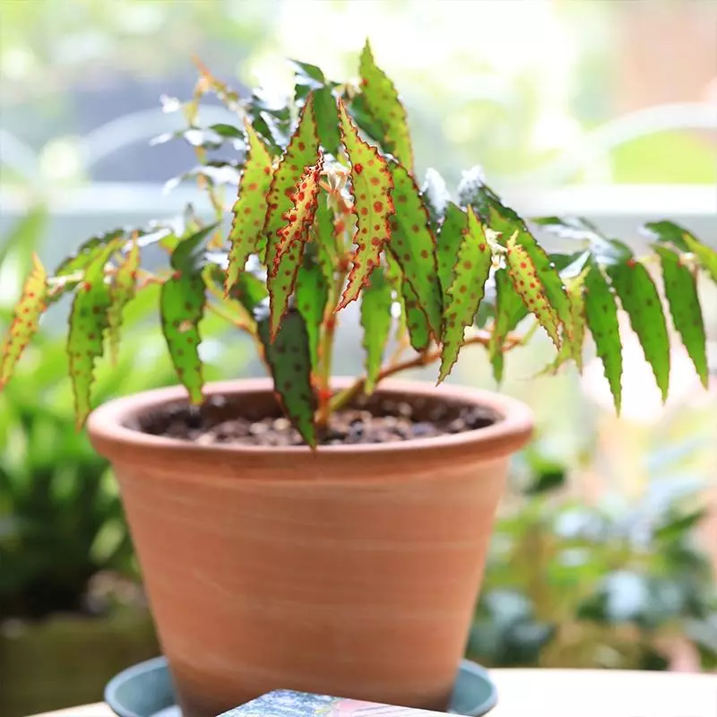 小植物有哪些品种(79)
