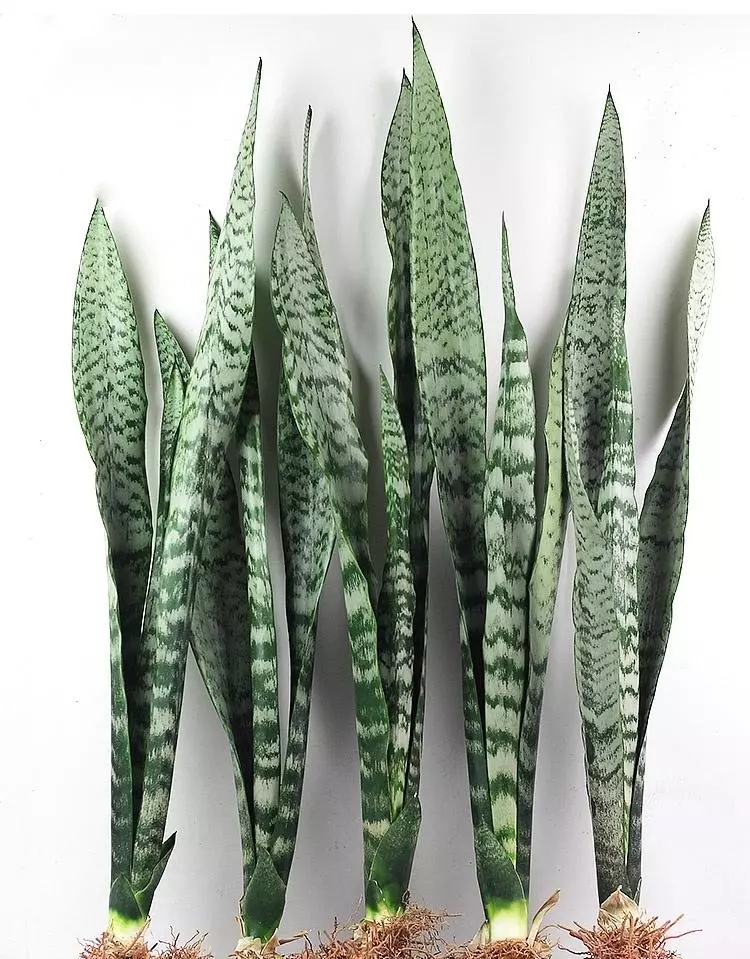 小植物有哪些品种(7)