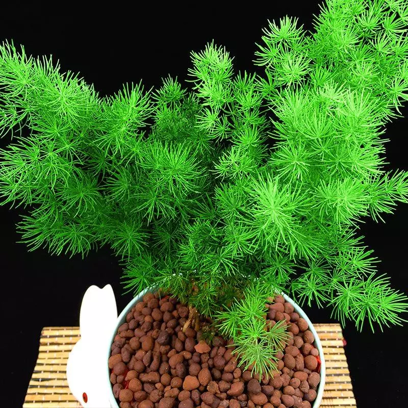 小植物有哪些品种(80)