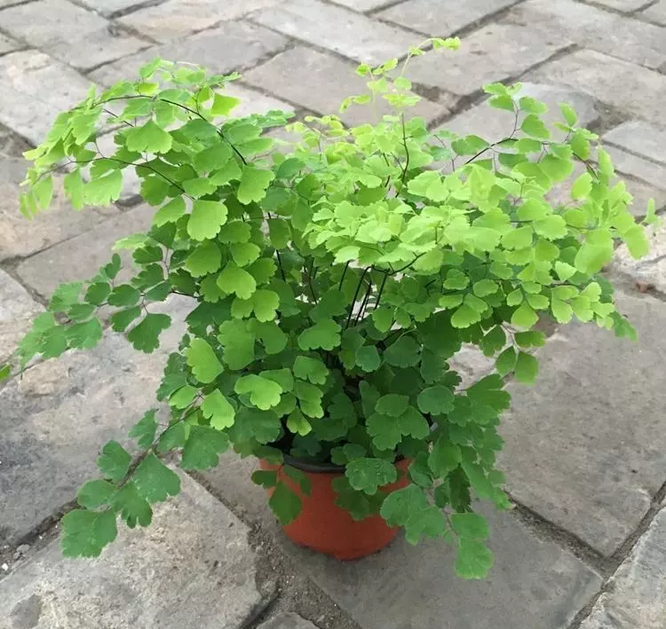 小植物有哪些品种(81)
