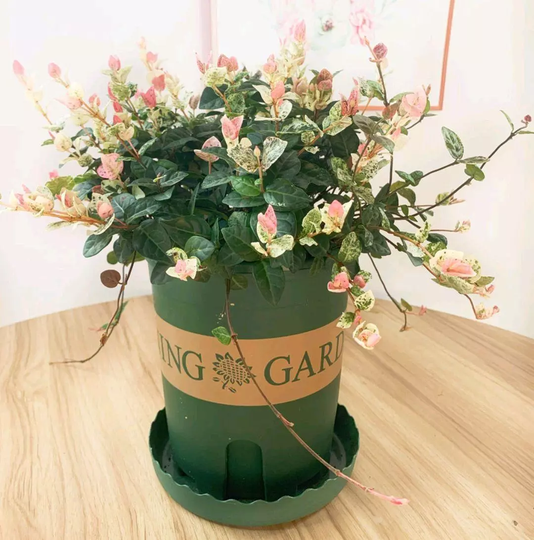 小植物有哪些品种(82)
