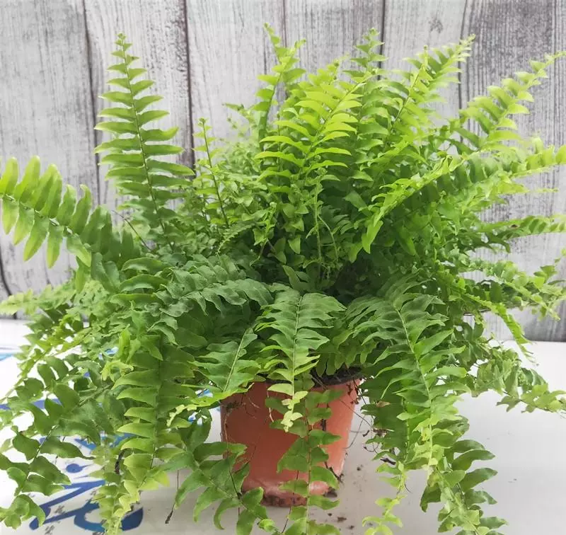 小植物有哪些品种(83)