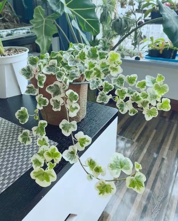 小植物有哪些品种(84)