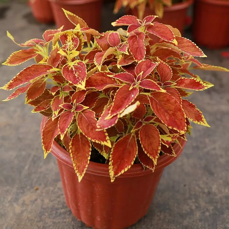 小植物有哪些品种(87)