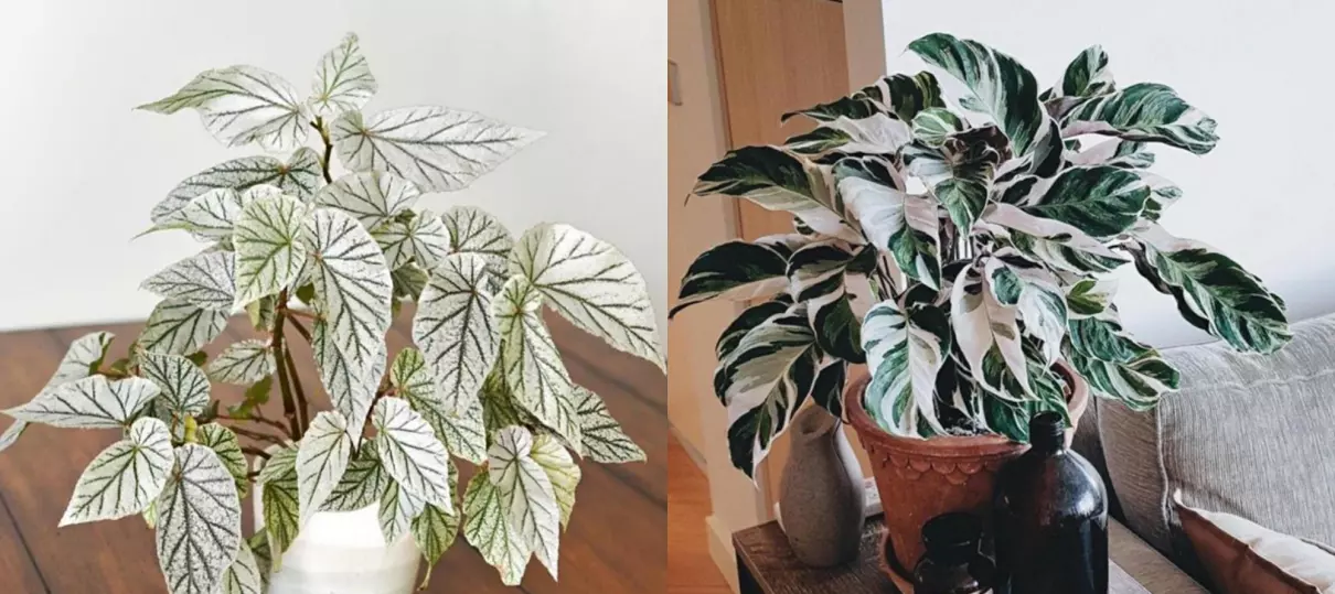 小植物有哪些品种(91)
