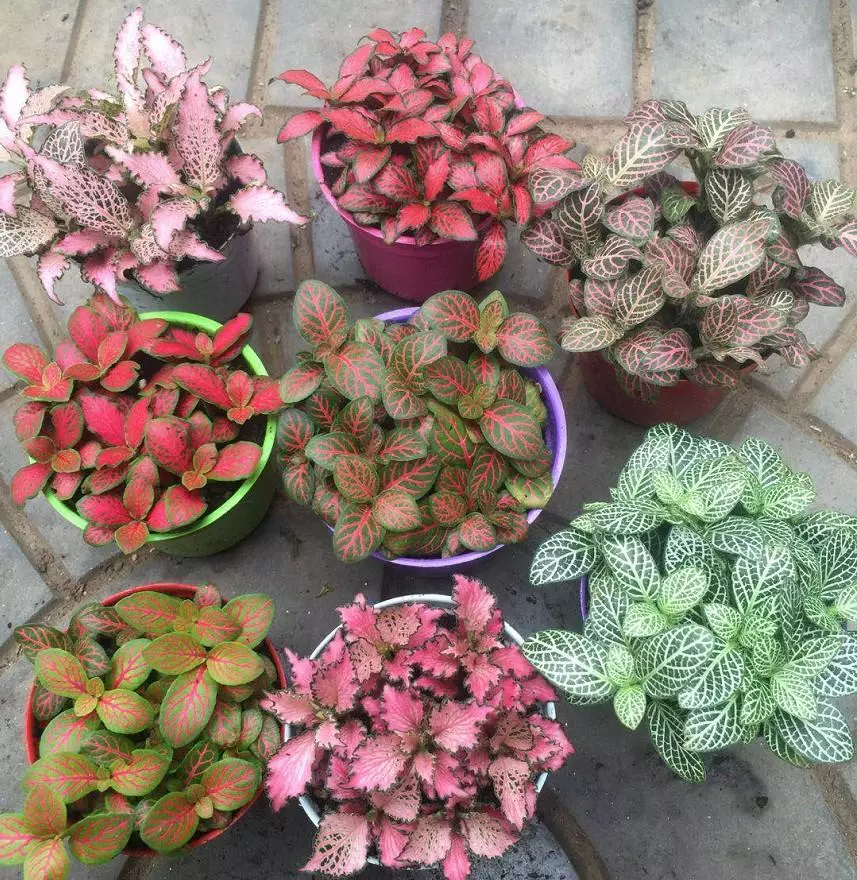 小植物有哪些品种(93)