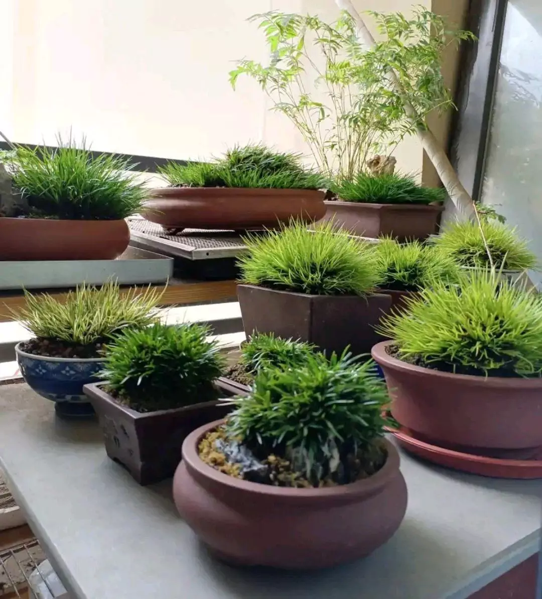 小植物有哪些品种(95)