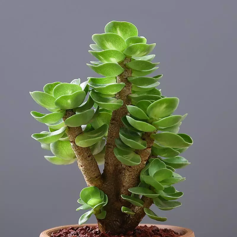 小植物有哪些品种(96)