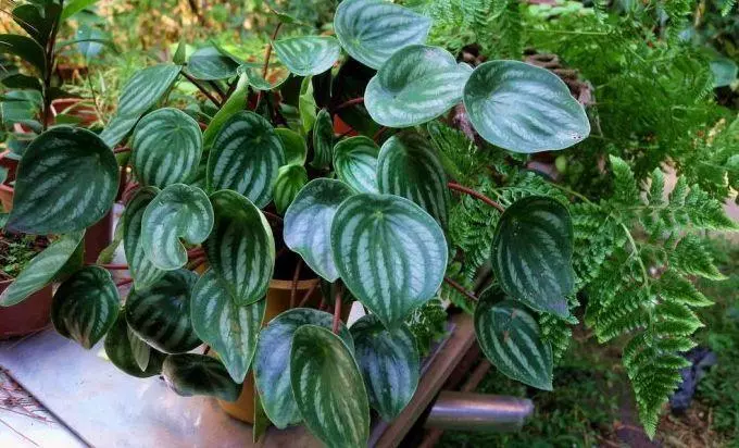 小植物有哪些品种(97)
