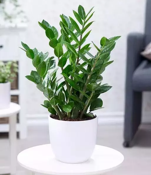 小植物有哪些品种(98)
