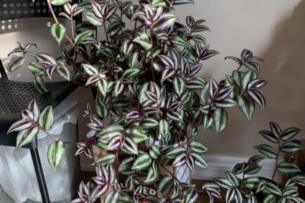 小植物有哪些品种.