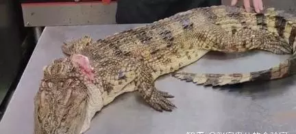 吃鳄鱼犯法吗香港在哪里(1)