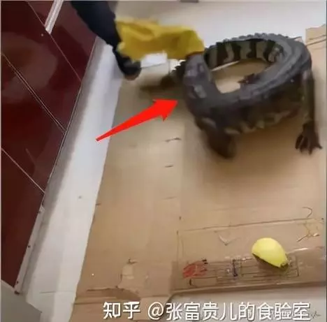 吃鳄鱼犯法吗香港在哪里(4)