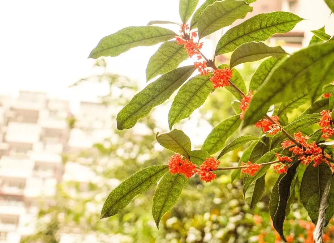 桂花香的句子怎么写(11)