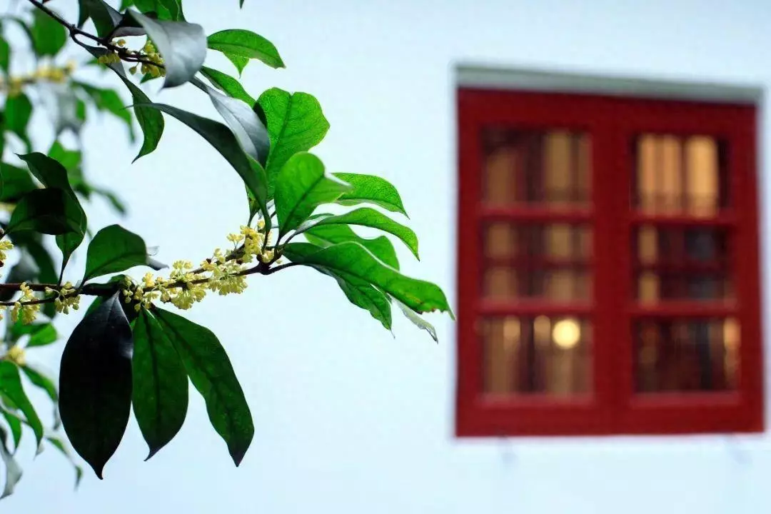 桂花香的句子怎么写(1)