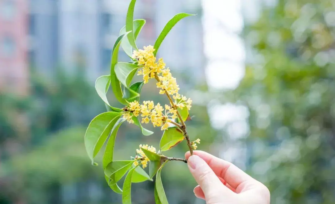 桂花香的句子怎么写(2)