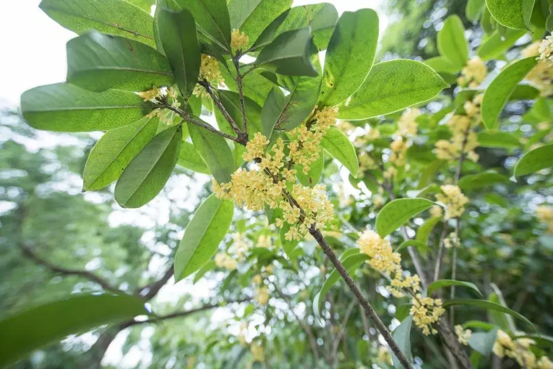 桂花香的句子怎么写(3)