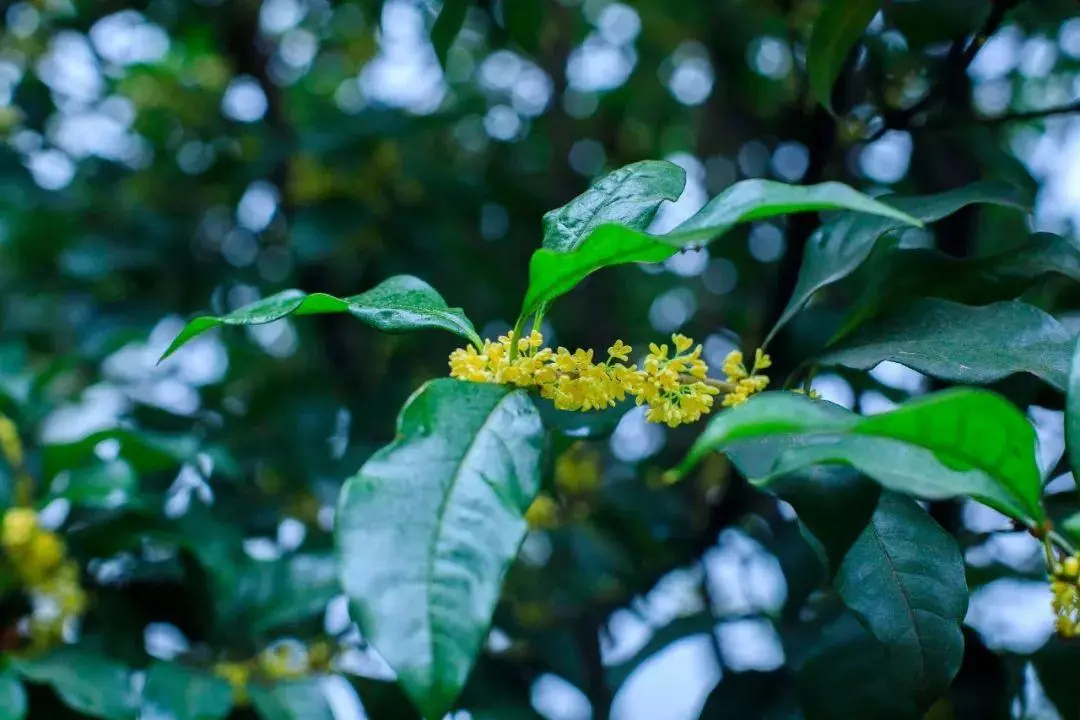 桂花香的句子怎么写(7)