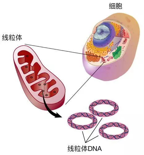 父亲的线粒体可以遗传吗(2)