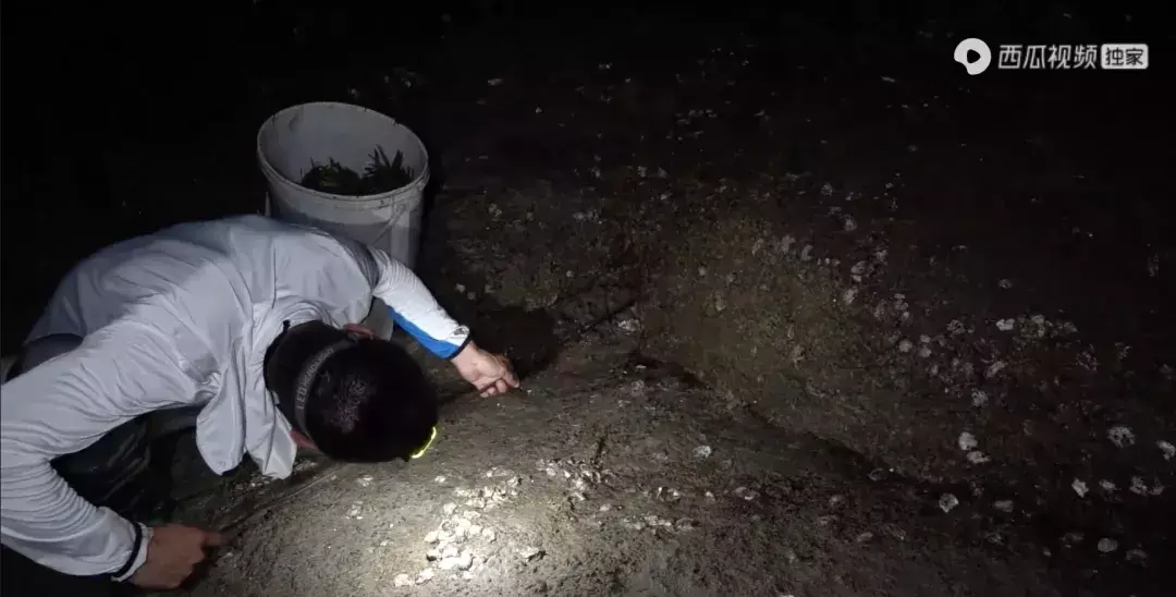 阿烽赶海为什么不更新了(2)