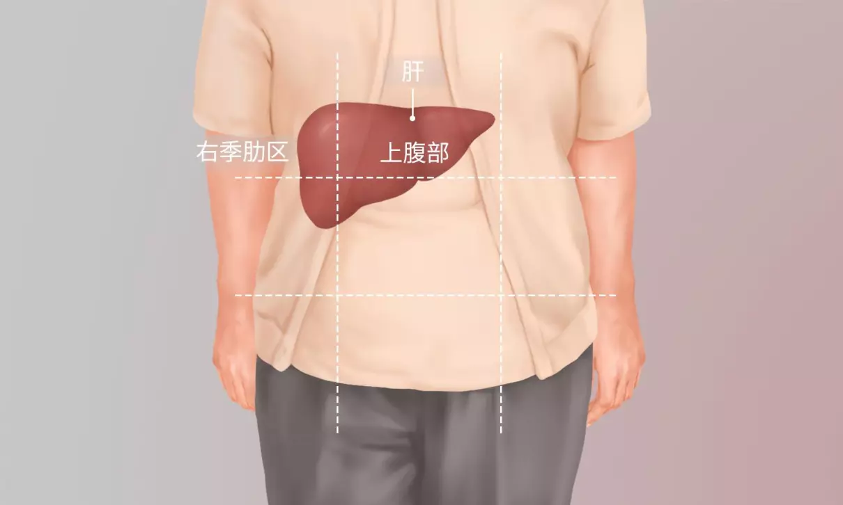 人的肝在什么位置?左边还是右边(1)