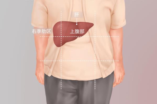 人的肝在什么位置?左边还是右边.