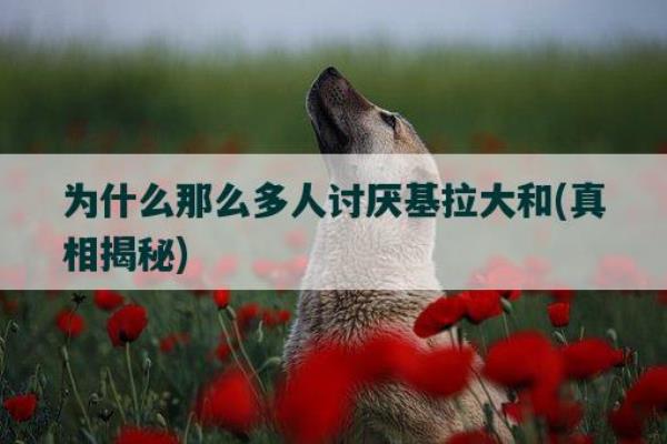 为什么那么多人讨厌基拉大和.