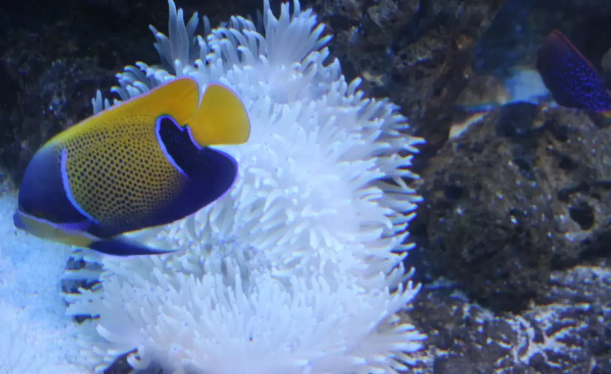上海的海洋公园哪家最好(3)