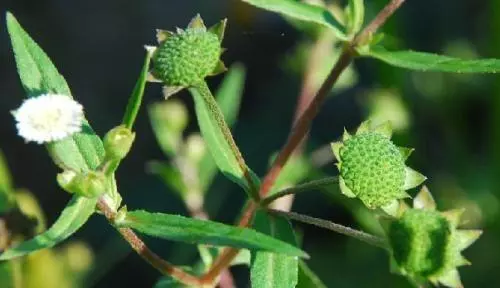 野葵花能治什么病(1)
