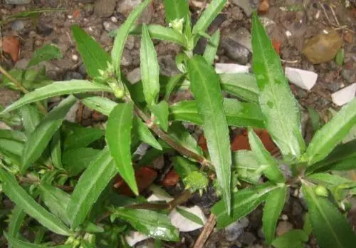 野葵花能治什么病(2)