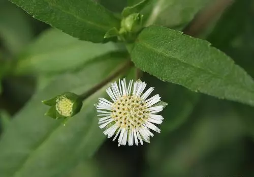 野葵花能治什么病(3)