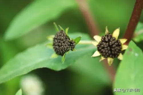 野葵花能治什么病(4)