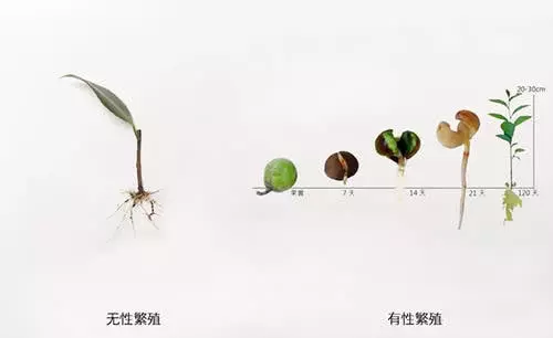 无性繁衍时代是什么(2)