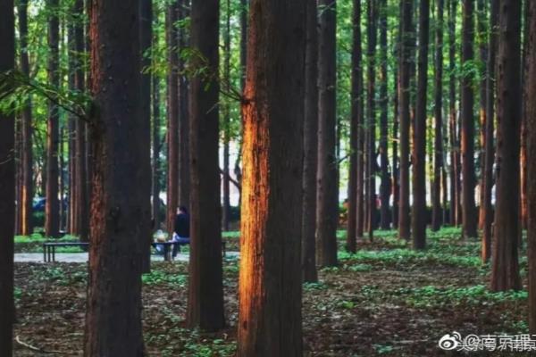 东南体育大学是985还是211.