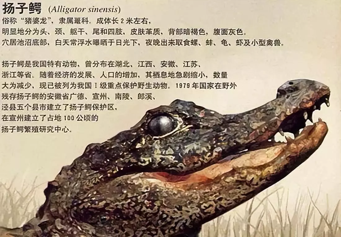 世界公认的鳄鱼品种有多少种(2)