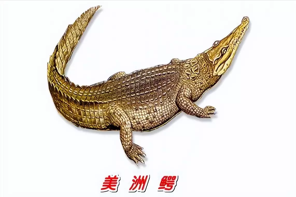 世界公认的鳄鱼品种有多少种(5)