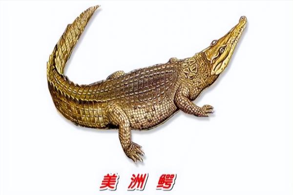 世界公认的鳄鱼品种有多少种.