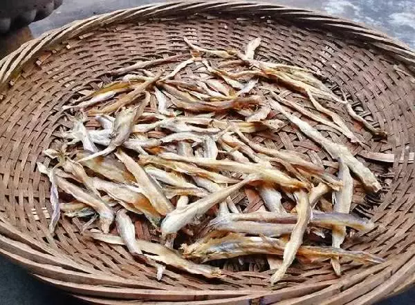 龙头鱼为什么叫虾潺(4)
