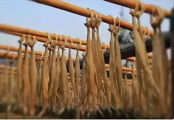 龙头鱼为什么叫虾潺(6)