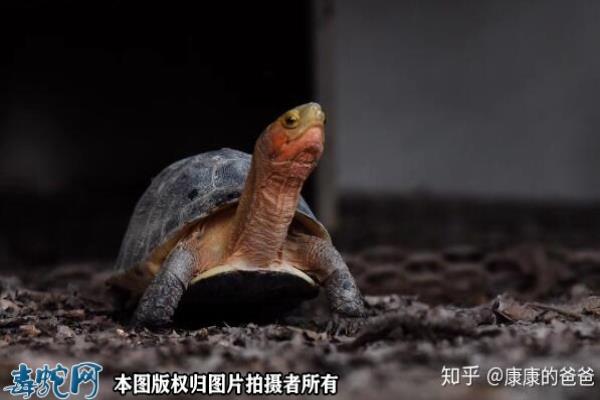 黄缘龟是陆龟还是水龟.