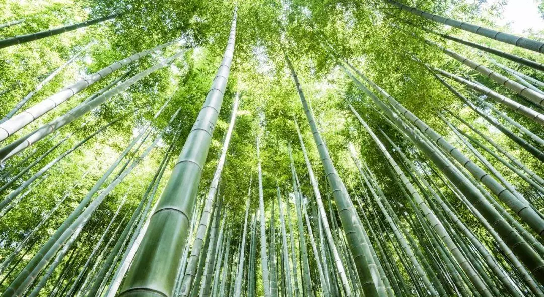《绝句》全部 古诗(4)