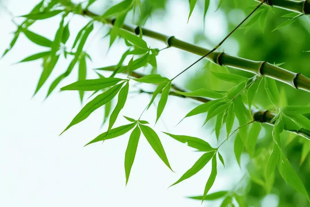 《绝句》全部 古诗(6)
