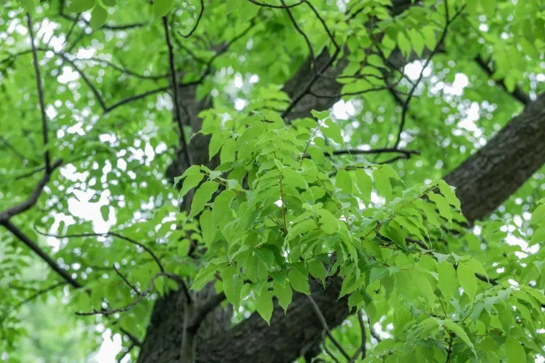 《绝句》全部 古诗(9)