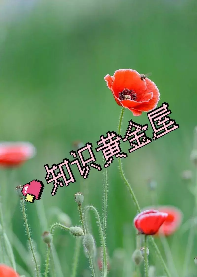 文化与知识的区别知识和文化意思(1)