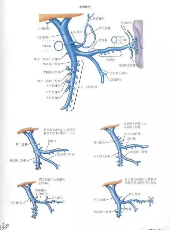 肝门静脉系由什么组成(1)