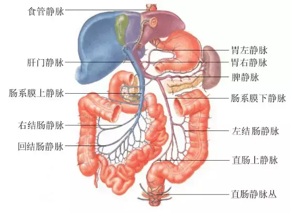 肝门静脉系由什么组成(5)