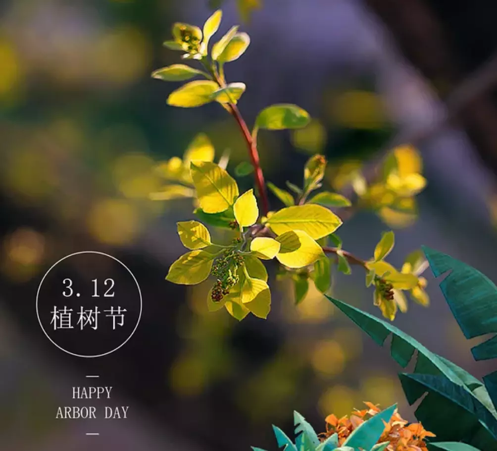 描写植树的诗句有哪些(22)